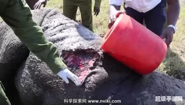 犀牛肉