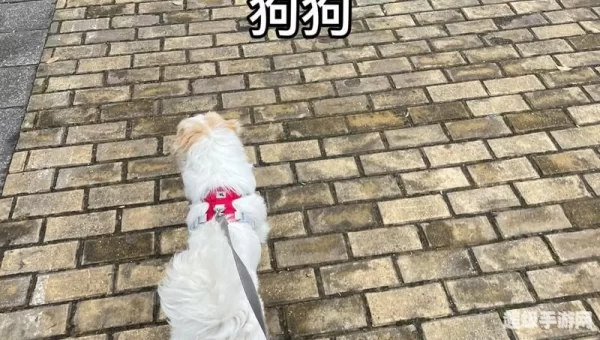跳跳犬