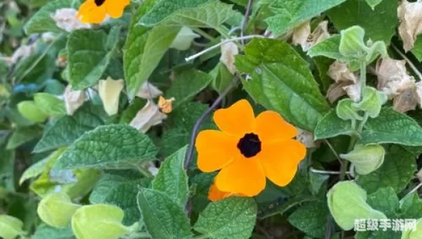 人马眼花