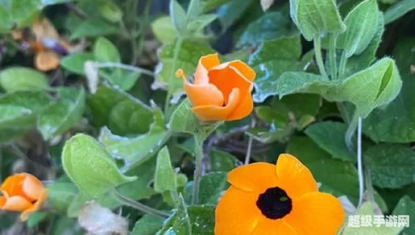 人马眼花